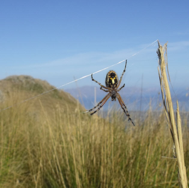 Aculepeira armida 2